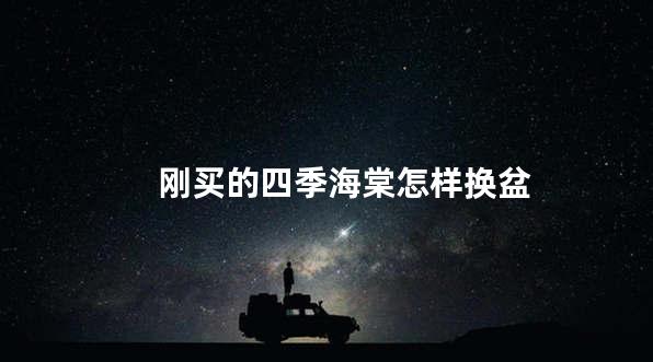 刚买的四季海棠怎样换盆