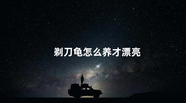 剃刀龟怎么养才漂亮