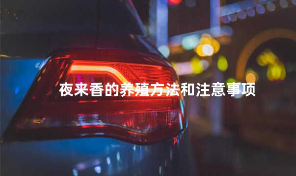 夜来香的养殖方法和注意事项