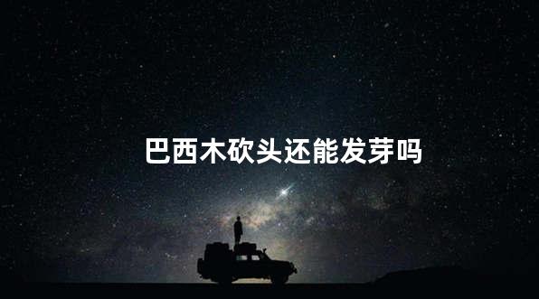 巴西木砍头还能发芽吗