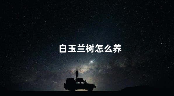 白玉兰树怎么养