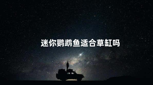 迷你鹦鹉鱼适合草缸吗