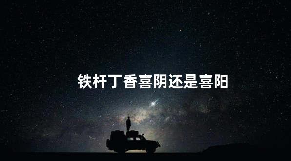 铁杆丁香喜阴还是喜阳